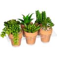 creativ green kunst-potplanten mini-vetplanten in een aarden pot, set van 6 groen