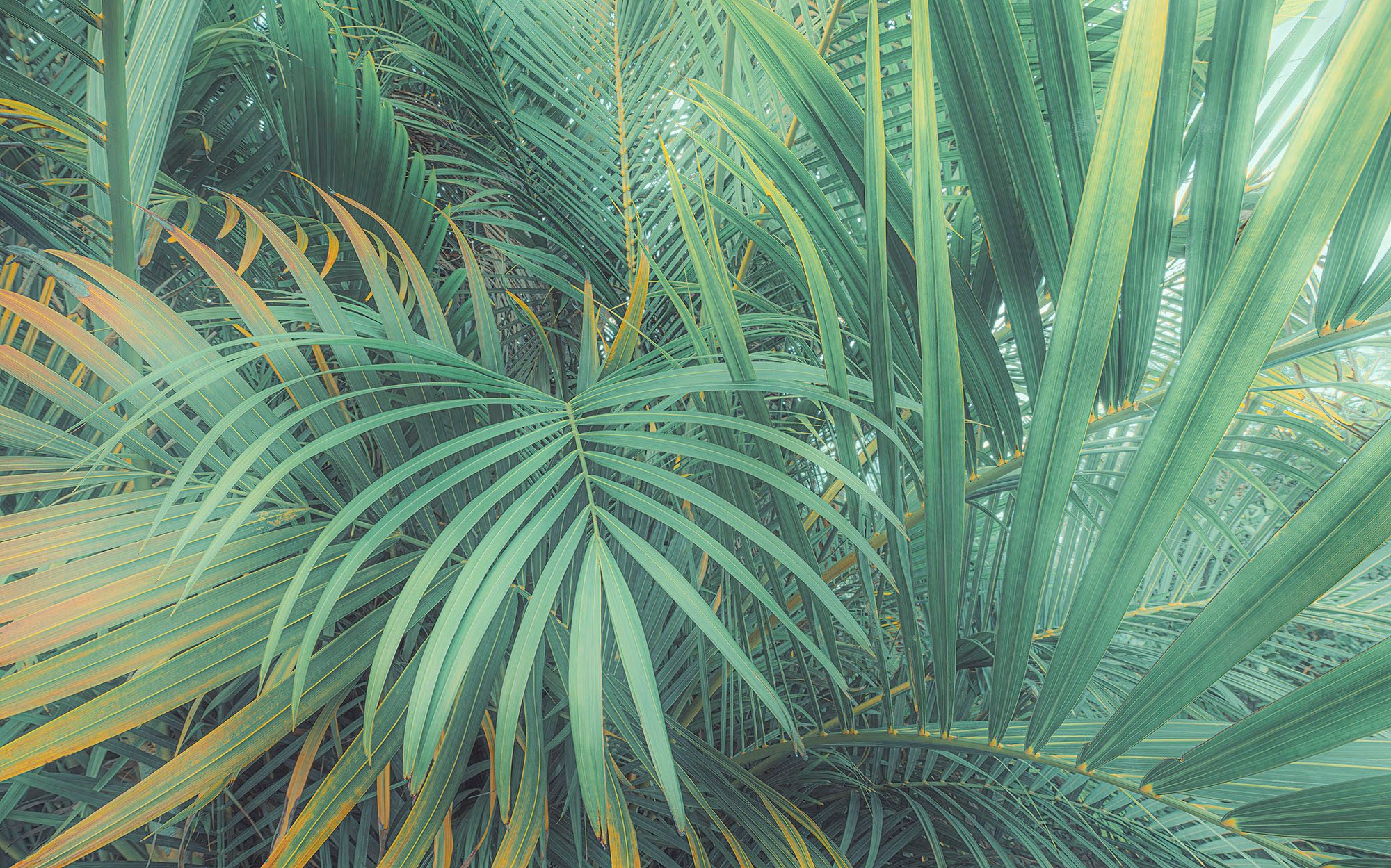 Komar Fotobehang Digitale print vlies - Foggy Fern - Afmeting 400 x 250 cm (1 stuk)