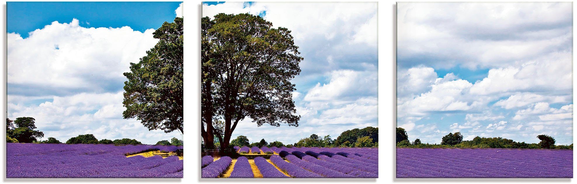 Artland Print op glas Mooi lavendelveld in de zomer