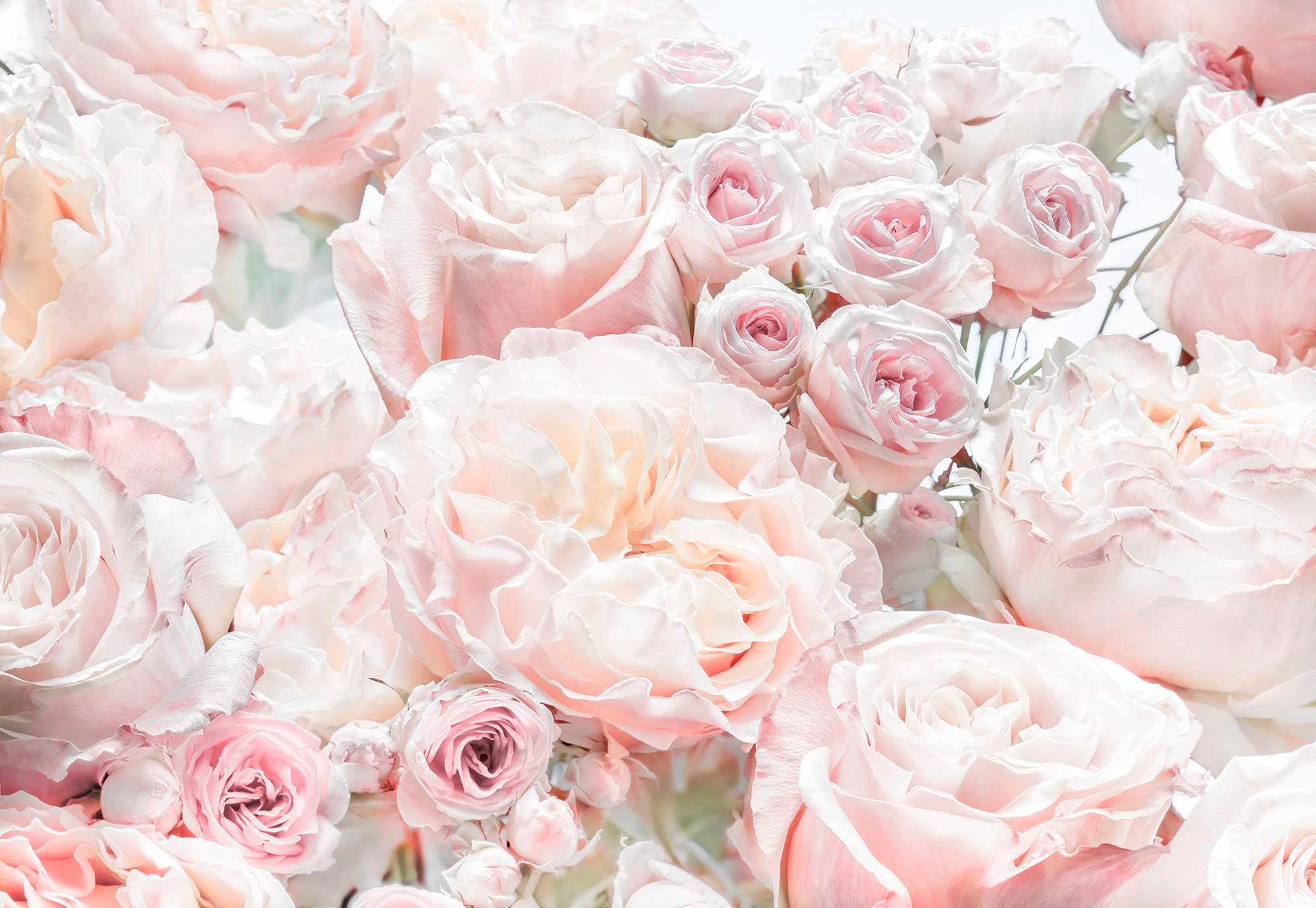 Komar Fotobehang Spring Roses - Afmeting 368 x 254 cm (set)