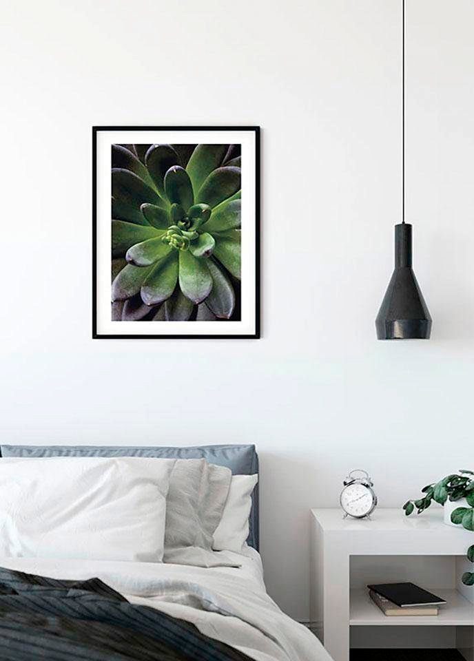 Komar Wanddecoratie Succulent single Wanddecoratie - zonder lijst (1 stuk)