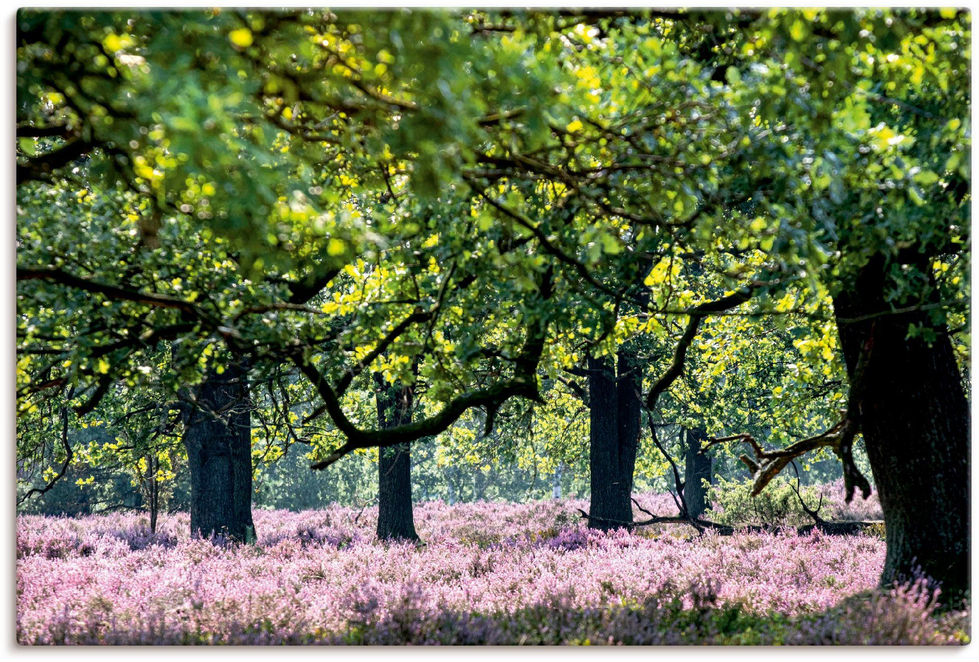 Artland Artprint Lüneburger Heide in vele afmetingen & productsoorten - artprint van aluminium / artprint voor buiten, artprint op linnen, poster, muursticker / wandfolie ook gesch