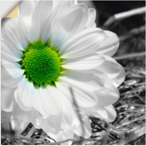 Artland artprint Weiße Blume