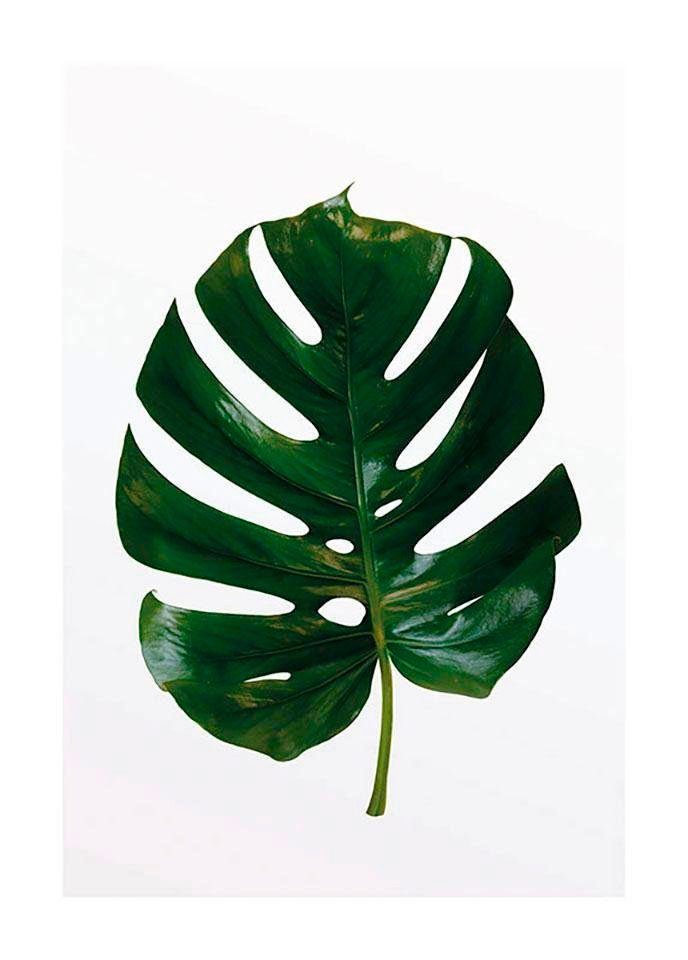 Komar Wanddecoratie Monstera Leaf Wanddecoratie - zonder lijst (1 stuk)