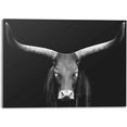 reinders! artprint afrikaanse koe watusi - close-up - oeros - gewei (1 stuk) zwart