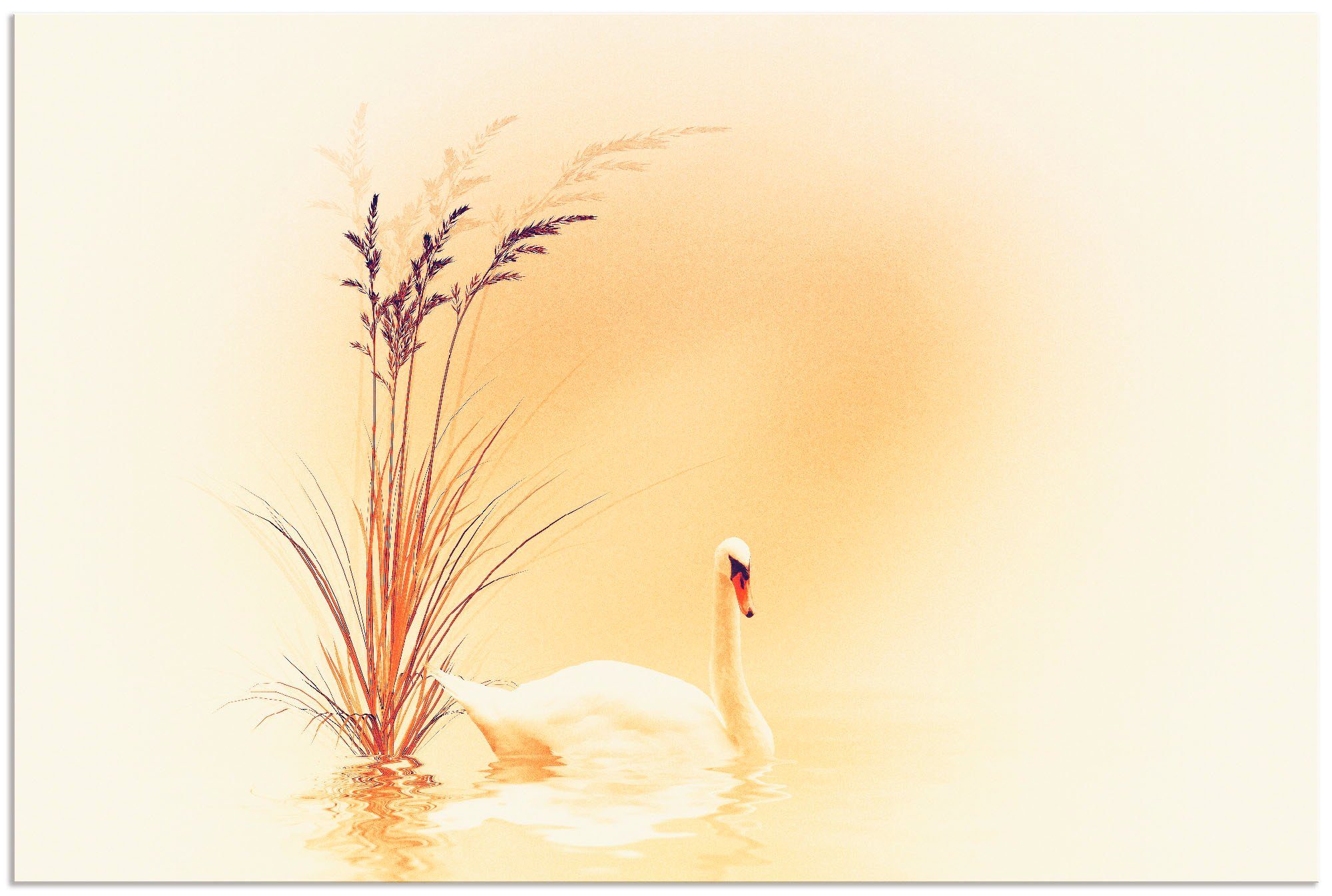 Artland artprint Weisser Schwan