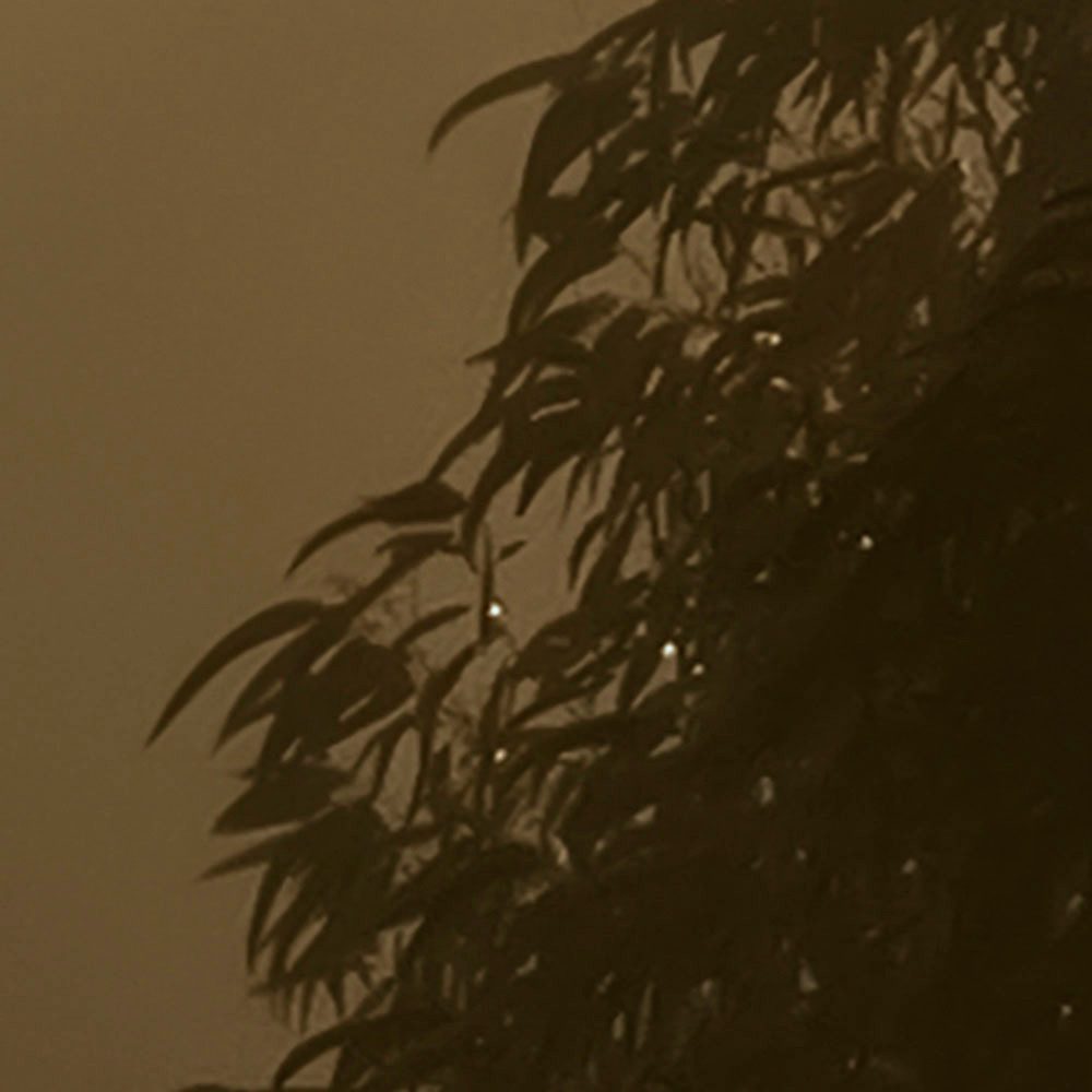 Komar Fotobehang Digitale print vlies - Foggy Sunshine - Afmeting 400 x 250 cm (1 stuk)