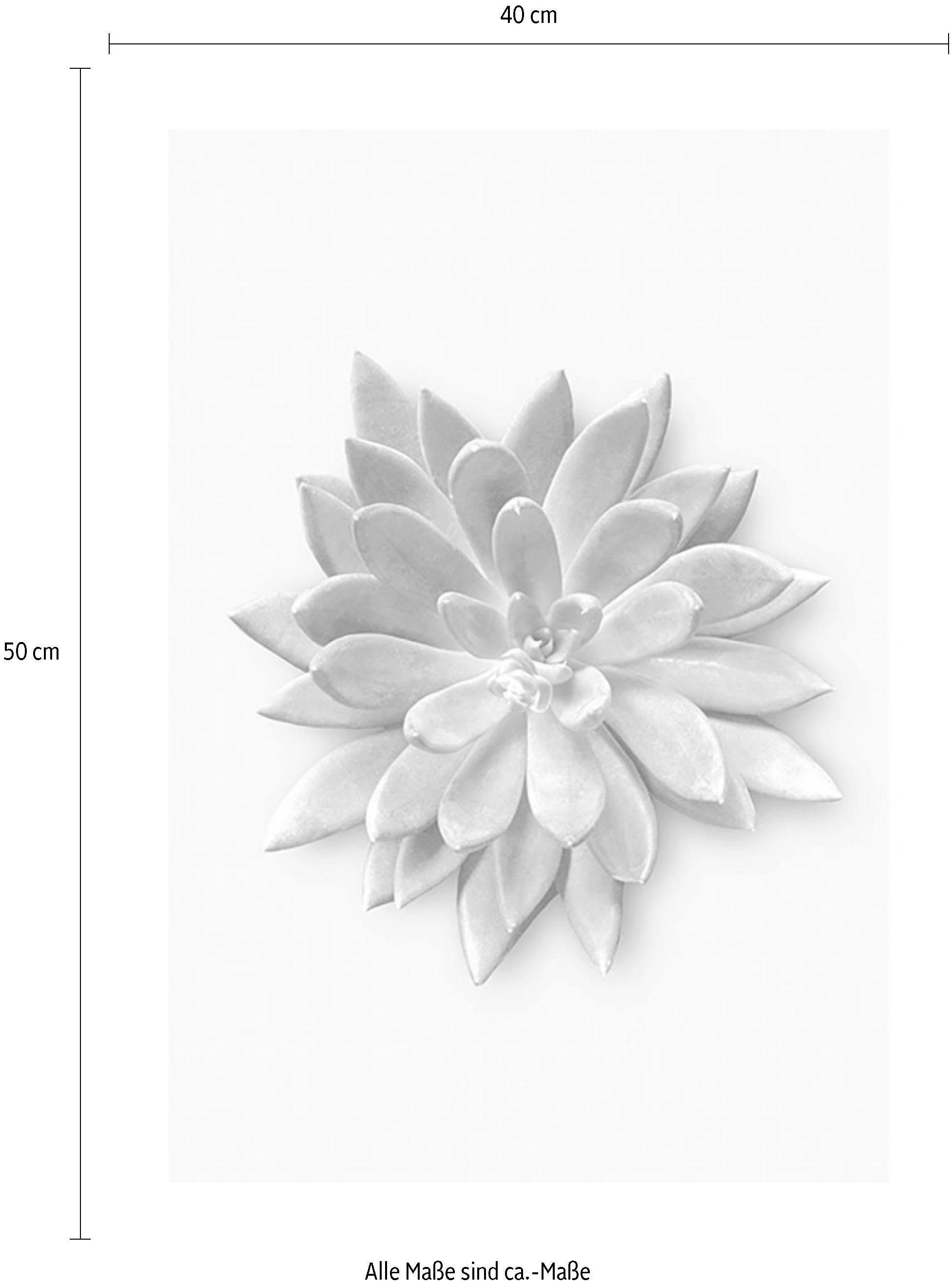 Komar Wanddecoratie Succulent agave Wanddecoratie - zonder lijst (1 stuk)