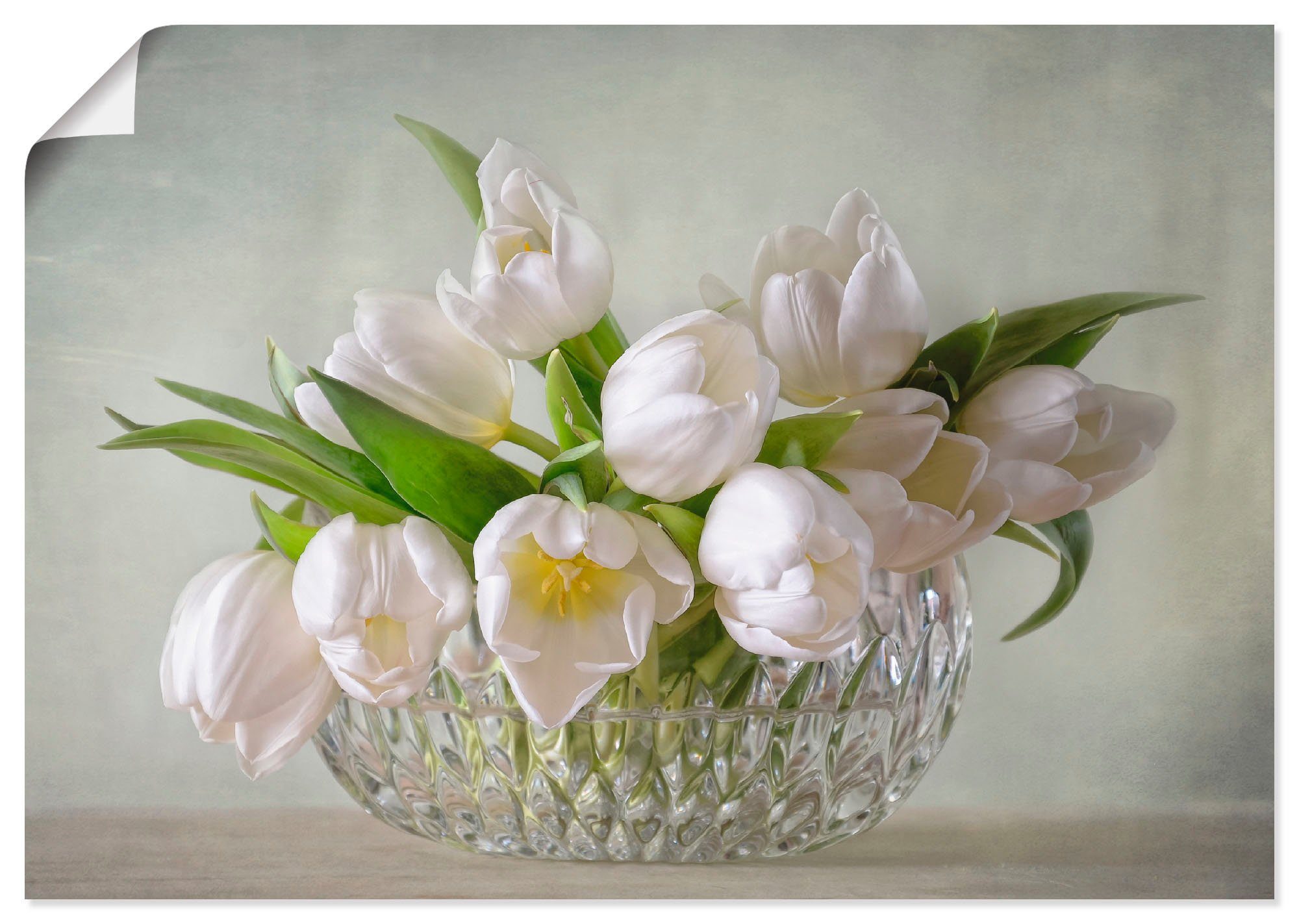 Artland Artprint Witte tulpen als artprint op linnen, poster, muursticker in verschillende maten foto schilderijen groen
