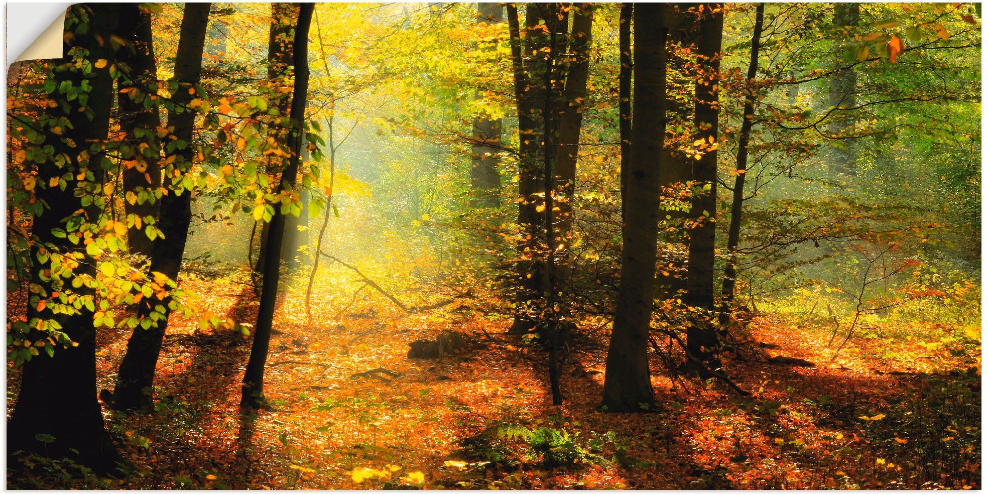 Artland artprint Herbstlicht im Wald
