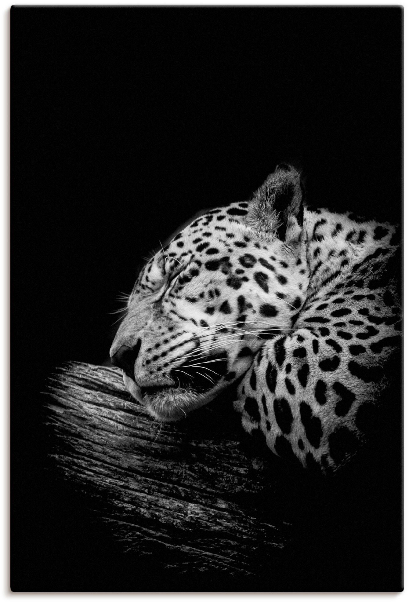 Artland Artprint Der schlafende Jaguar in vele afmetingen & productsoorten - artprint van aluminium / artprint voor buiten, artprint op linnen, poster, muursticker / wandfolie ook