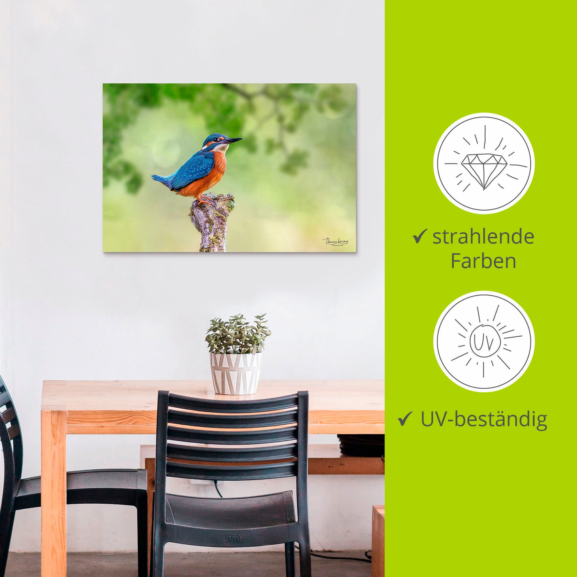 Artland Aluminium dibond print Ijsvogel II