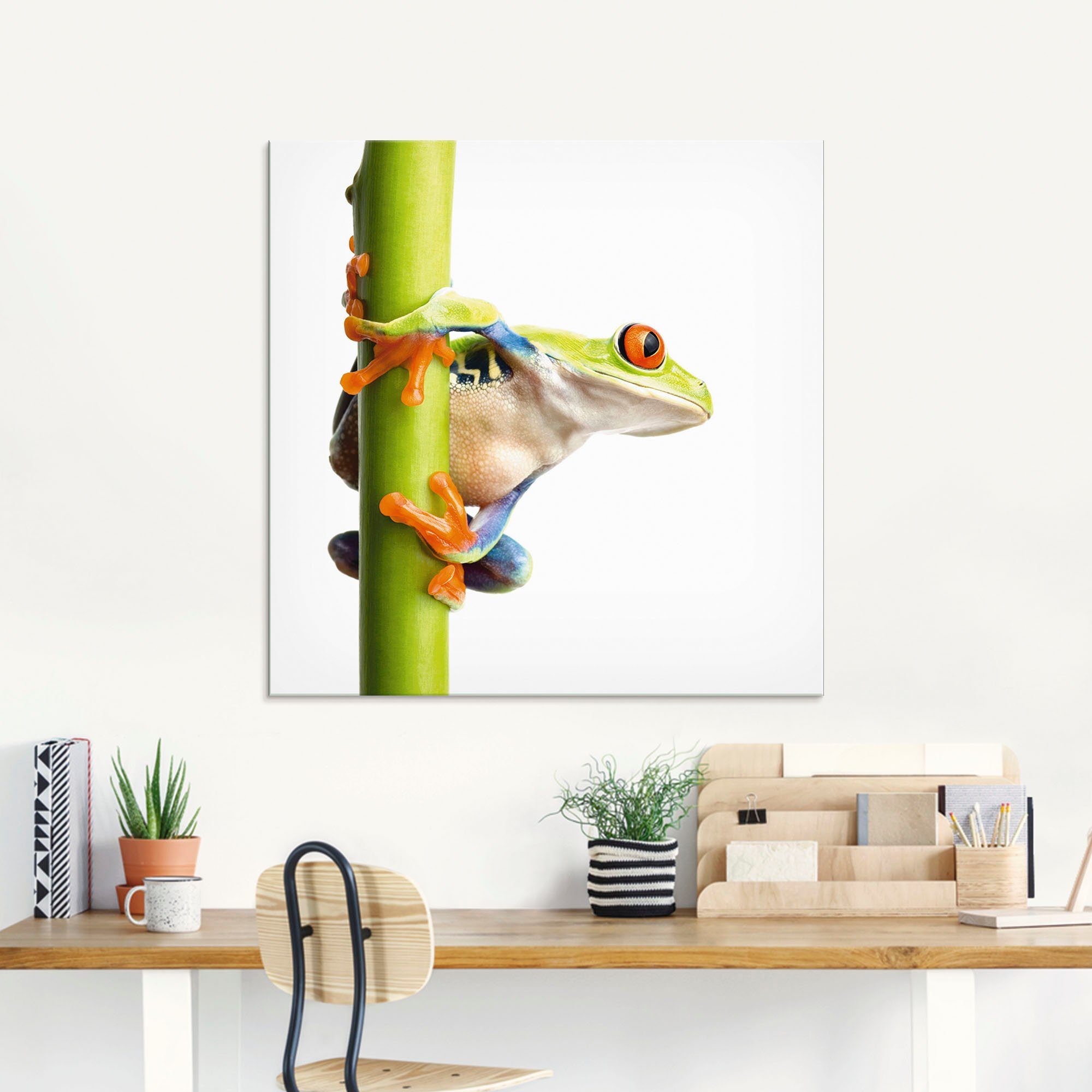Artland Print op glas Kikkerpakt een plantenstengel vast