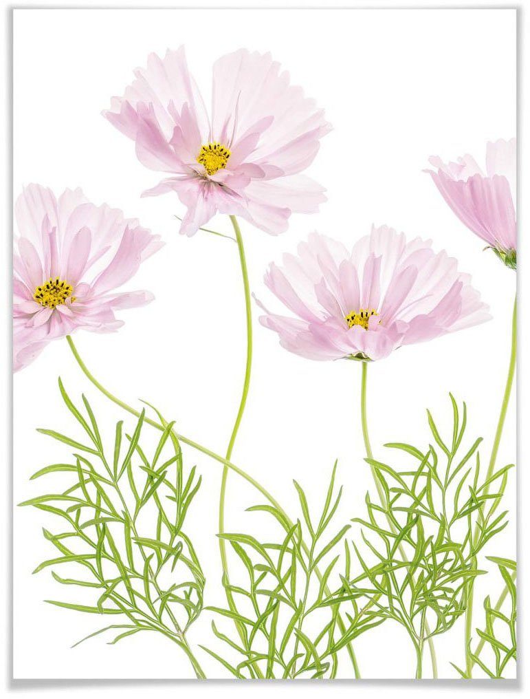 Wall-Art poster Sommerblume