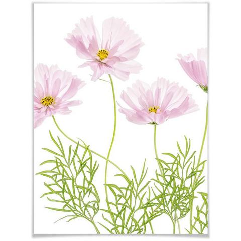 Wall-Art poster Sommerblume