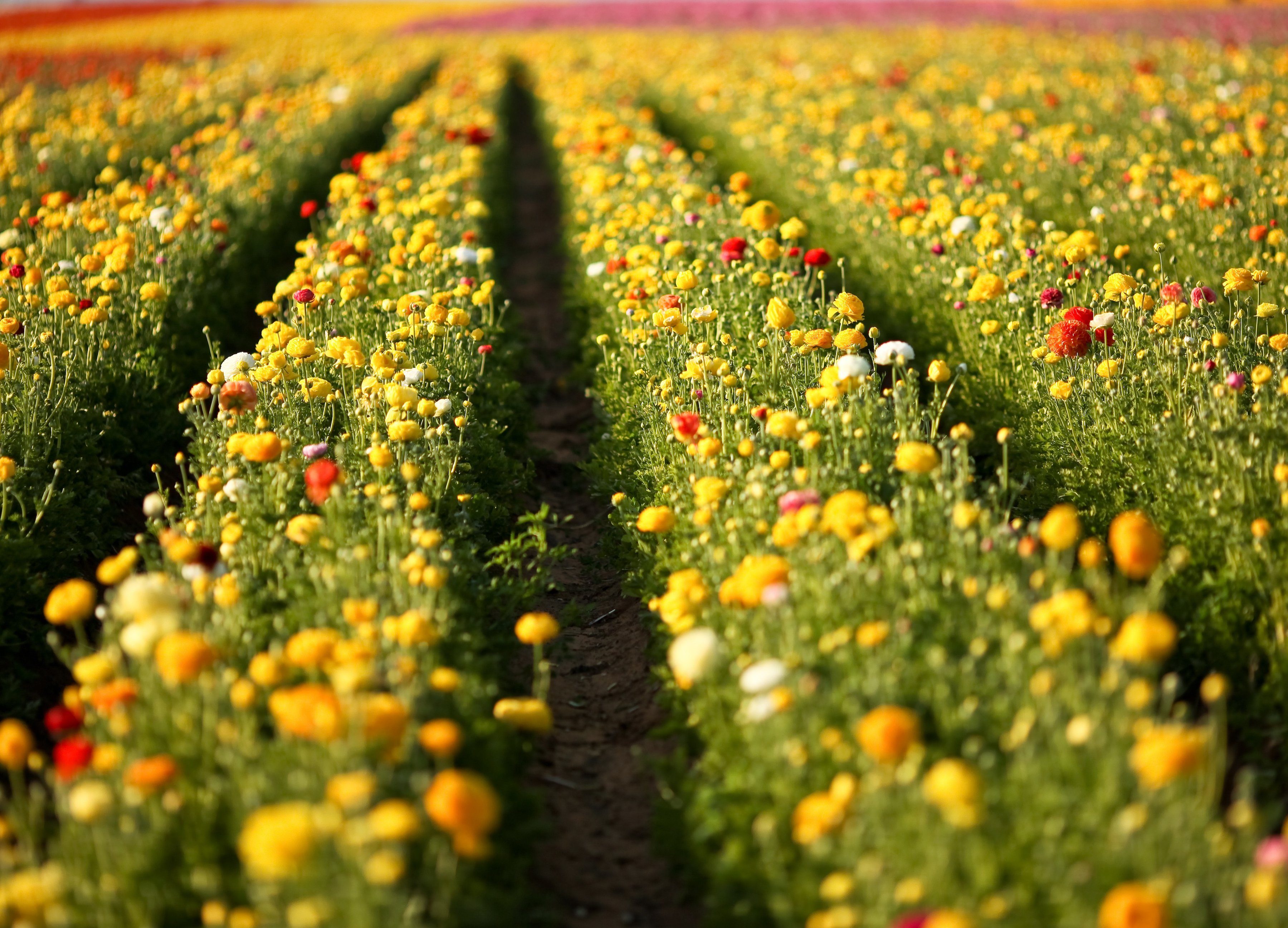 Papermoon Fotobehang Flower Field in San Diego