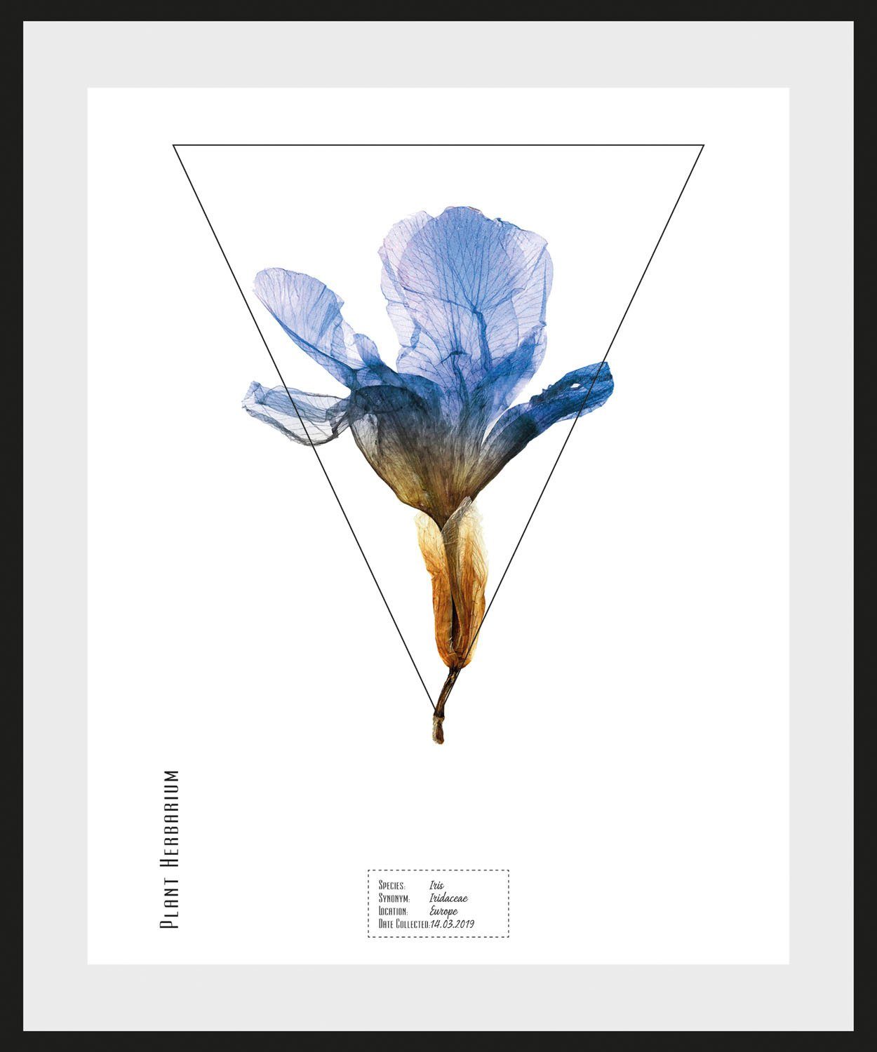 queence Wanddecoratie Iris HD premium posterdruk incl. houten lijst (1 stuk)
