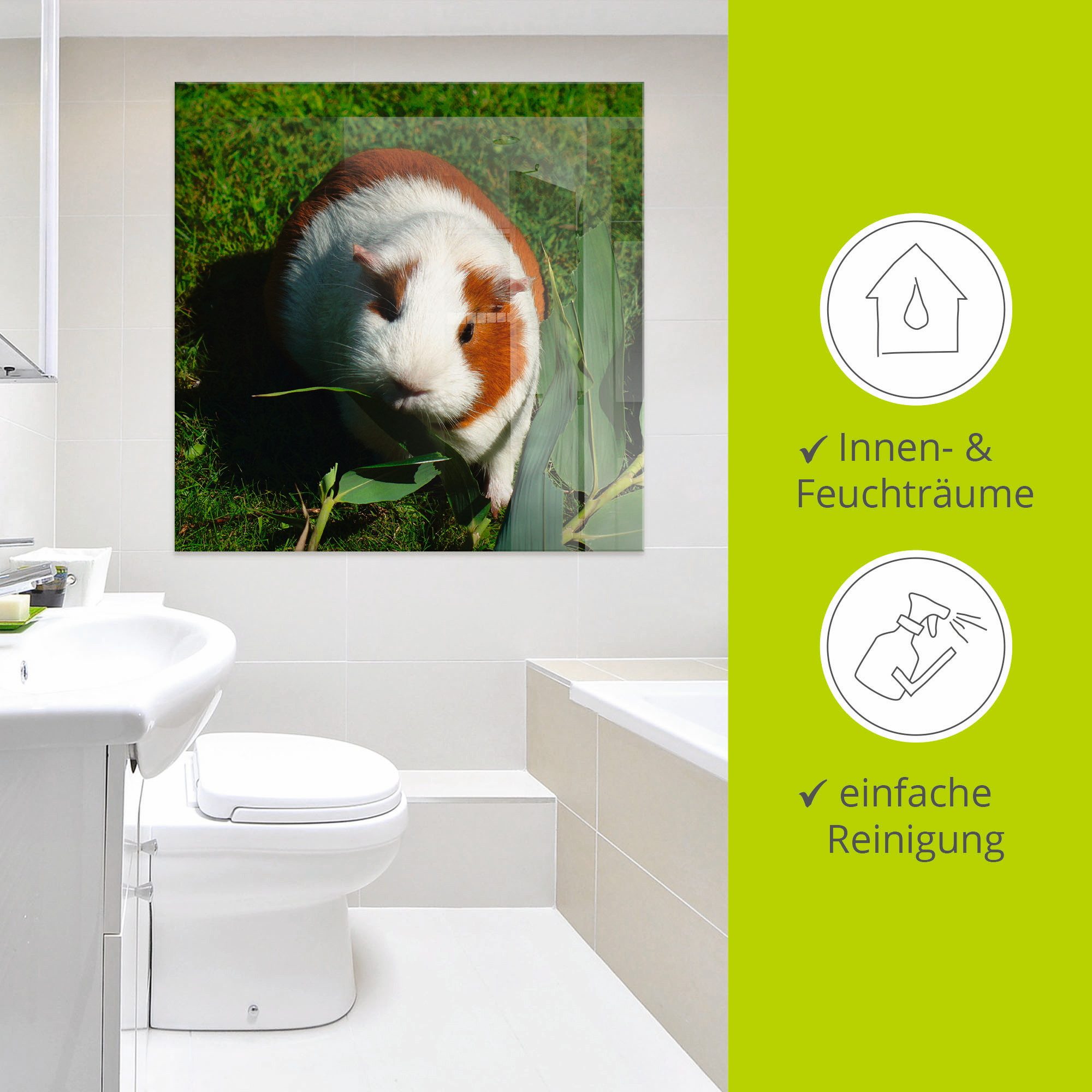 Artland Print op glas Oranje witte cavia in verschillende maten