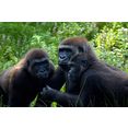 papermoon fotobehang gorilla-ontmoeting fluwelig, vliesbehang, eersteklas digitale print bruin