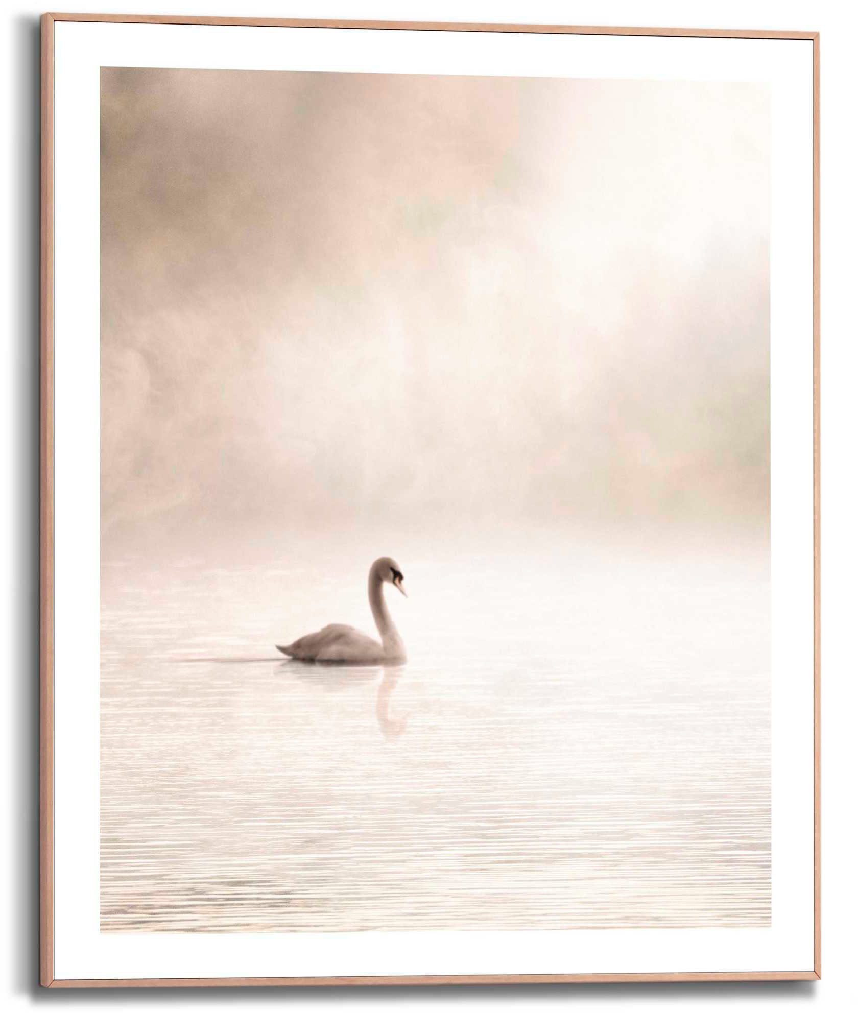 Reinders! Poster Schwan im Nebel