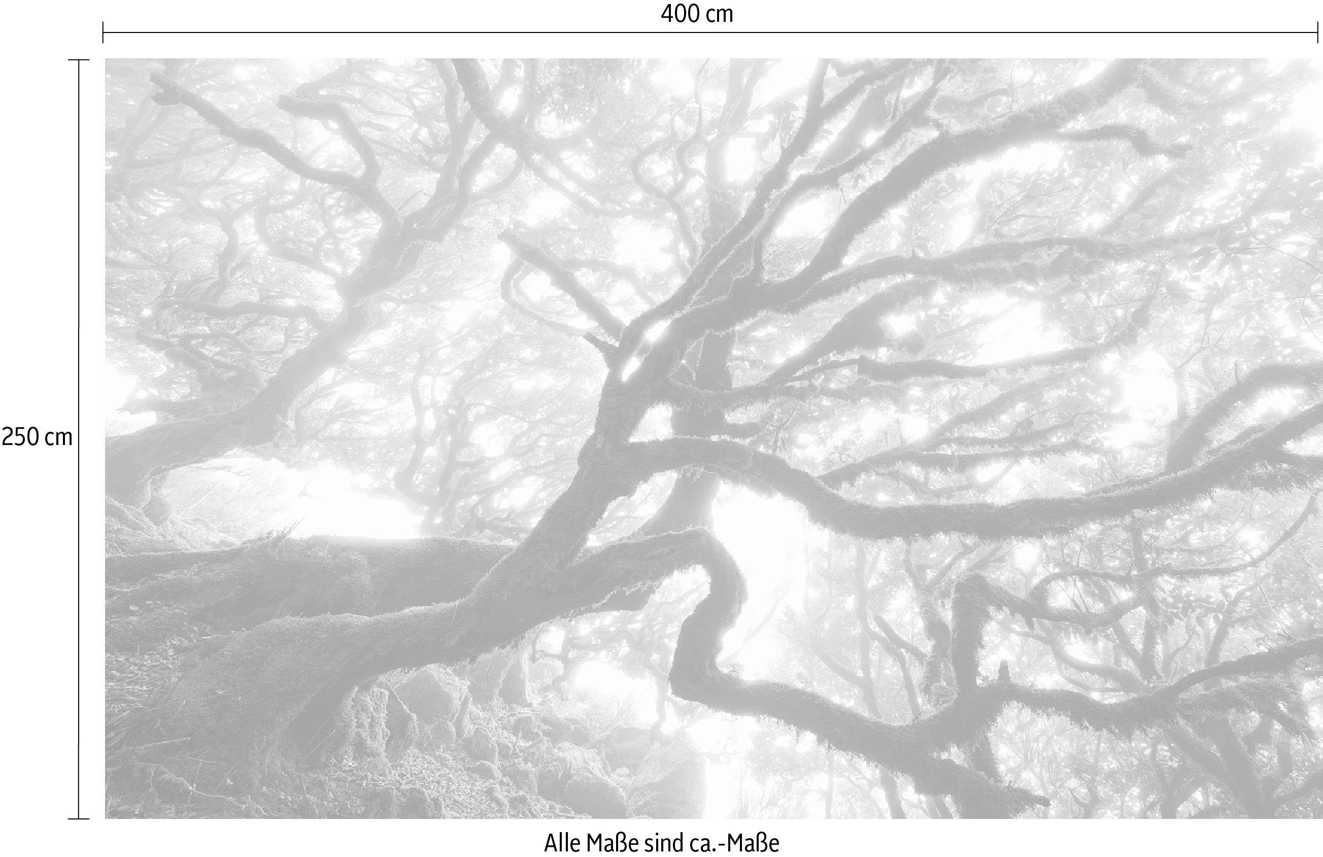 Komar Vliesbehang Digitale print vlies - The Forgotten Forest - Afmeting 400 x 250 cm (1 stuk)