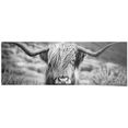 reinders! poster highlander stier diermotief - close-up - schotse hooglander beeld (1 stuk) zwart