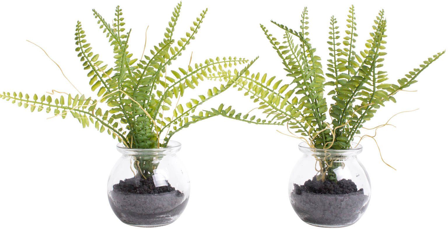 Botanic-Haus Kunst-potplanten Varen in het glas (set, 2 stuks) kunstplanten groen