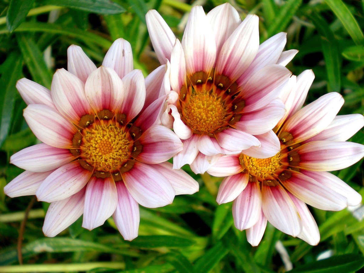 Papermoon Fotobehang Afrikanische Gazania Blumen