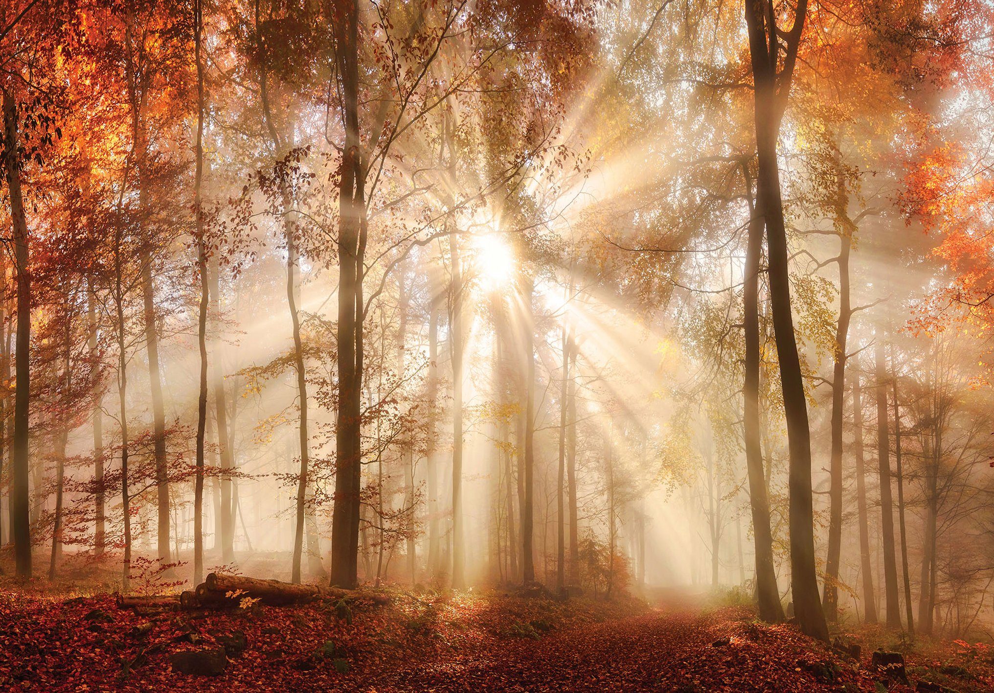 Consalnet Fotobehang Zonnig bos in de herfst