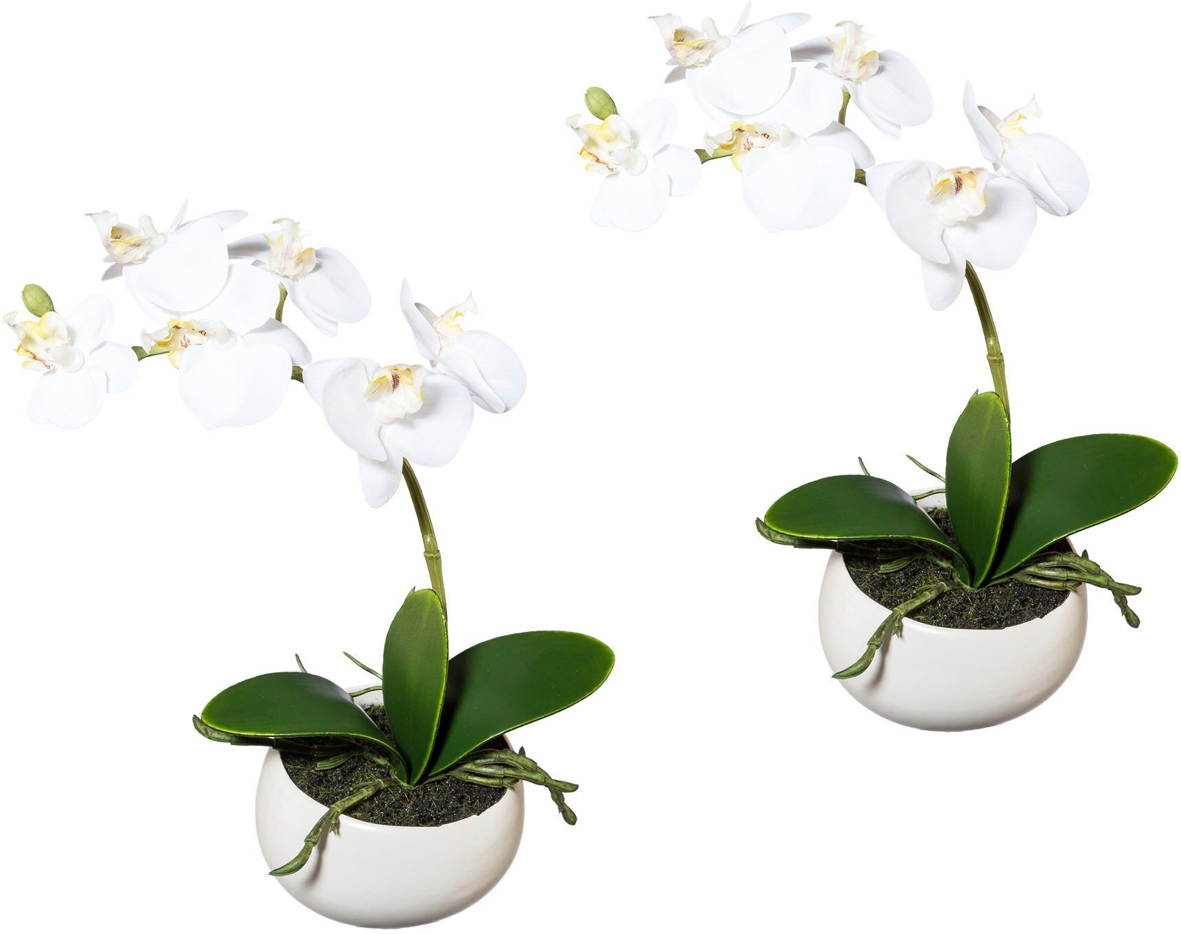 Creativ green Kunstorchidee Vlinderorchidee set van 2, in keramieken schaal (2 stuks)