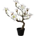 creativ green kunstplant magnoliaboom in een plastic pot (1 stuk) wit