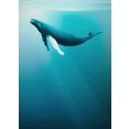 komar fotobehang artsy humpback whale bxh: 200x280 cm blauw