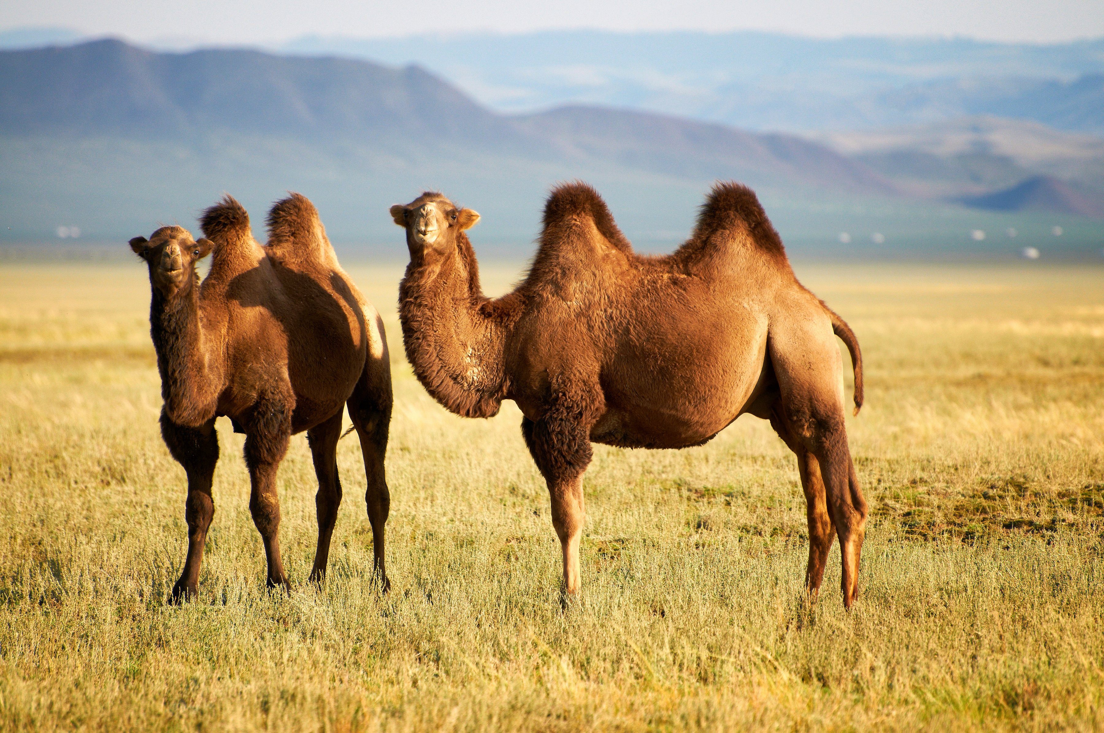 Papermoon Fotobehang Mongolian Camels