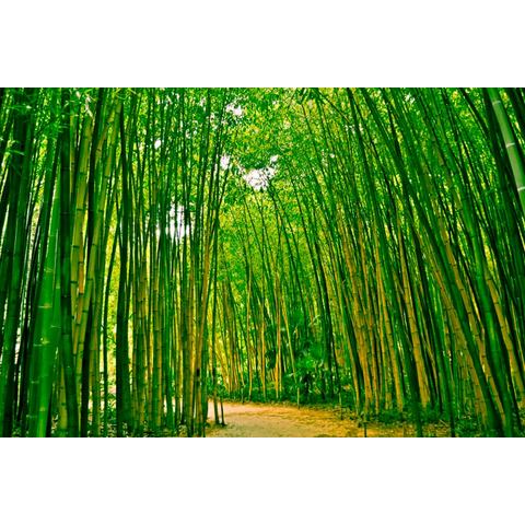 BMD fotobehang Bamboo Forest