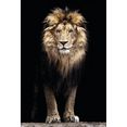 boenninghoff artprint op linnen leeuwenkoning van de jungle (1 stuk) zwart