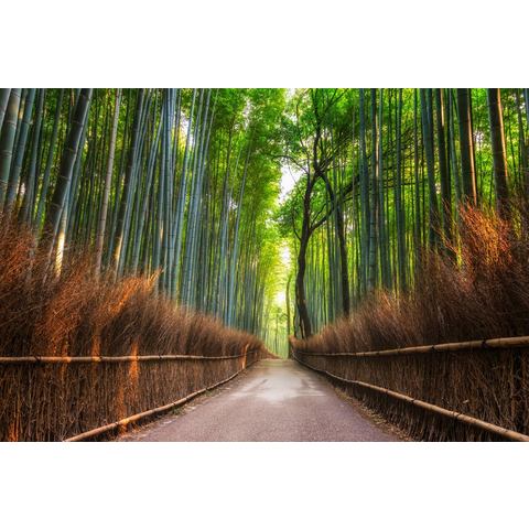 BMD fotobehang Bamboo Grove of Kyoto