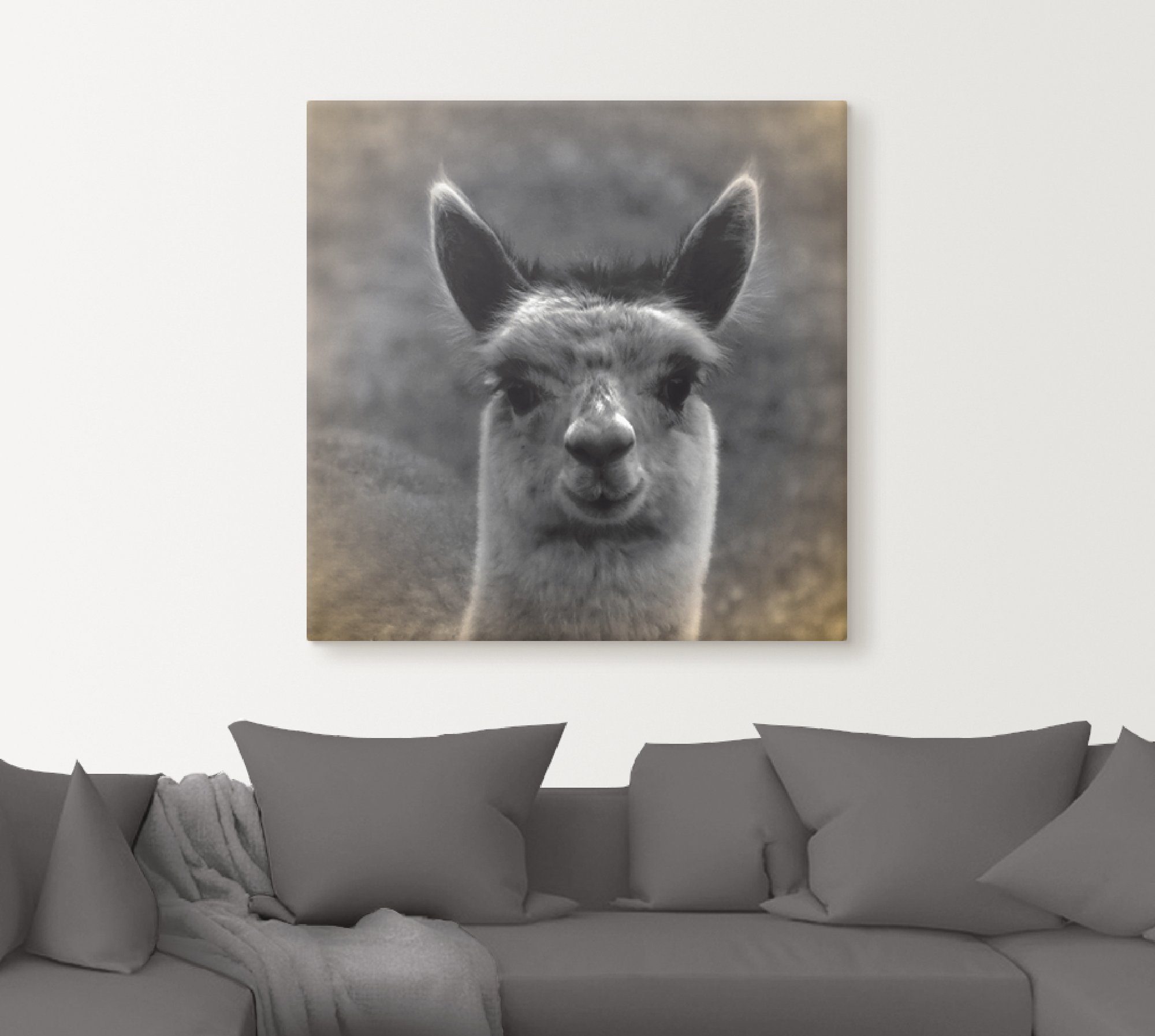 Artland Artprint Alpaca blik als artprint van aluminium, artprint voor buiten, artprint op linnen, poster in verschillende maten. maten