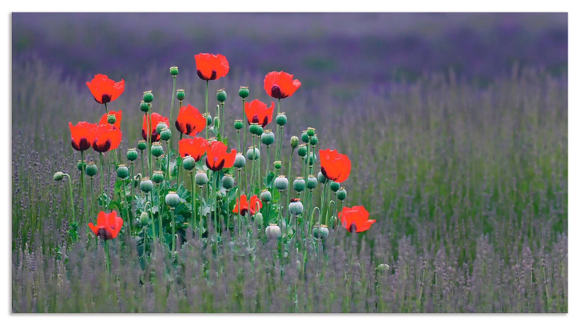 Artland Keukenwand Lavendel boerderij in Sequim - klaprozen zelfklevend in vele maten - spatscherm keuken achter kookplaat en spoelbak als wandbescherming tegen vet, water en vuil