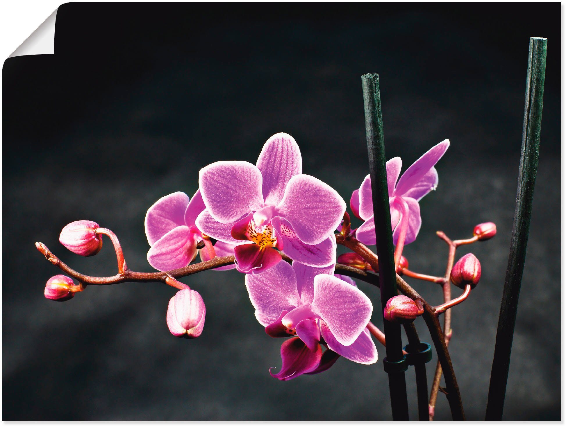 Artland Artprint Een orchidee voor een zwarte achtergrond in vele afmetingen & productsoorten -artprint op linnen, poster, muursticker / wandfolie ook geschikt voor de badkamer (1