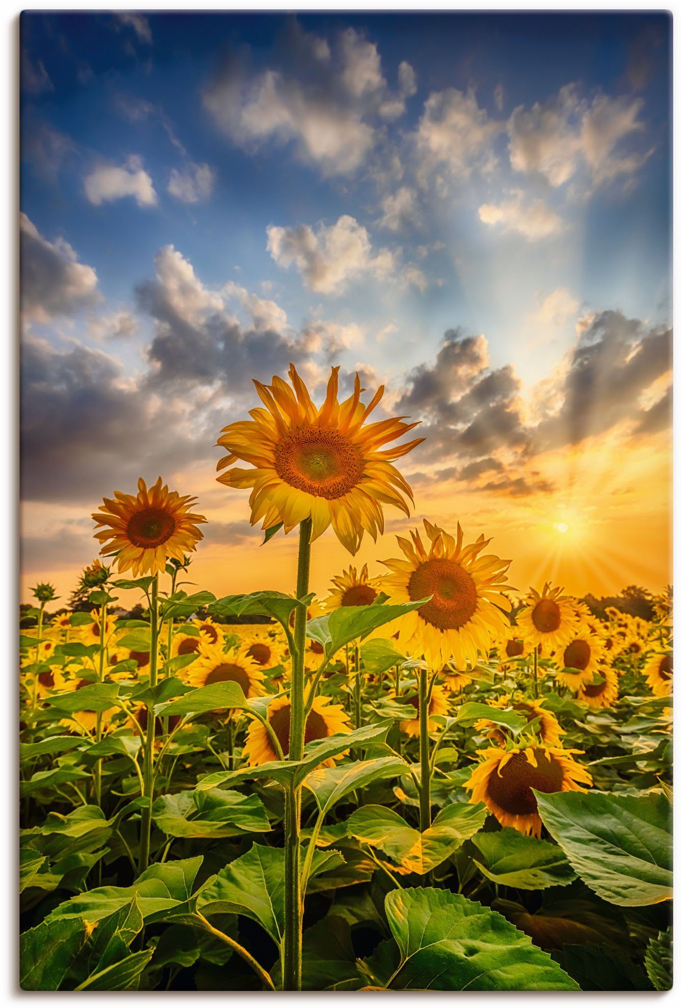 Artland Artprint Zonnebloemen in de zonsondergang als artprint op linnen, poster in verschillende formaten maten