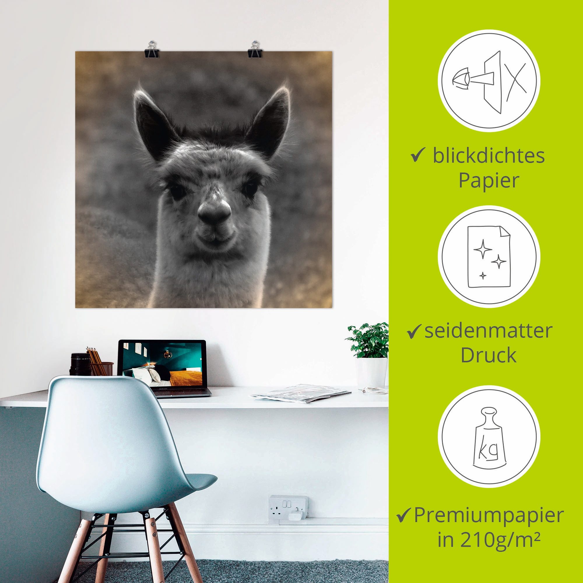 Artland Artprint Alpaca blik als artprint van aluminium, artprint voor buiten, artprint op linnen, poster in verschillende maten. maten
