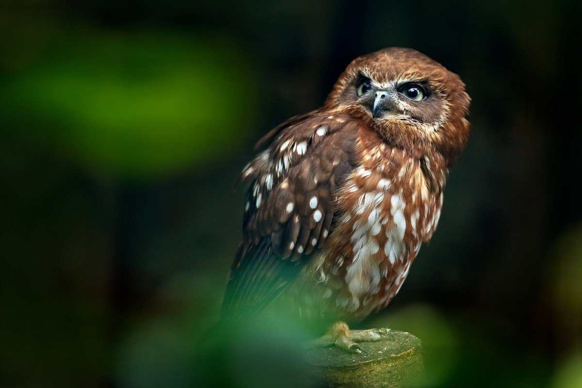 Papermoon Fotobehang Brown Wood Owl
