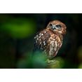papermoon fotobehang brown wood owl vliesbehang, eersteklas digitale print multicolor