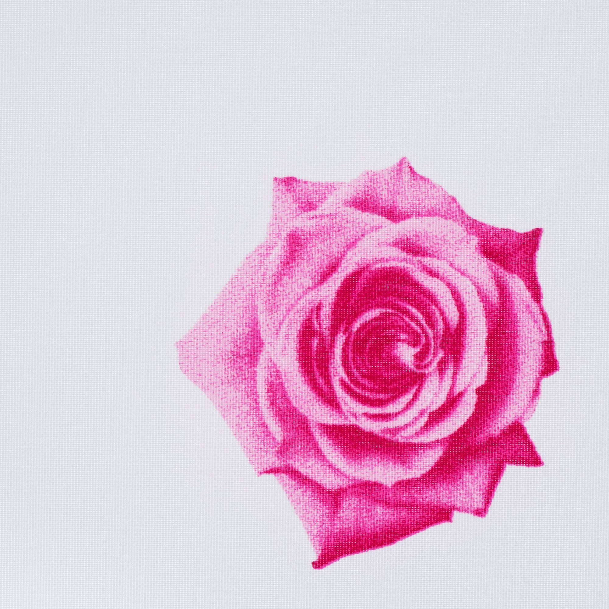 Liedeco Rolgordijn met zijbediening Rosen Rolgordijn met zijbediening, rolgordijn met kettingbediening, decoratief rolgordijn - rozen pink (1 stuk)