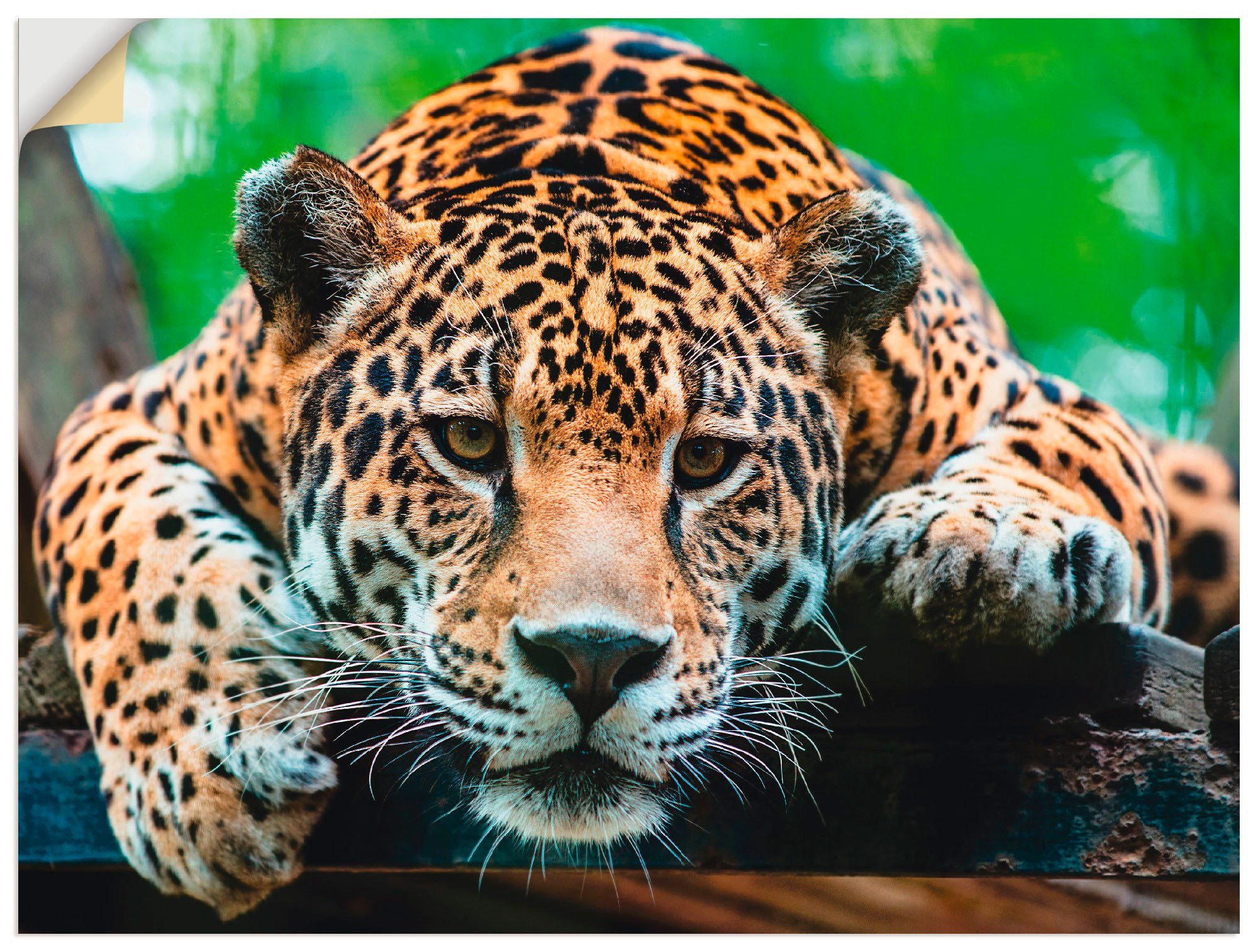 Artland Artprint Zuid-Amerikaanse jaguar in vele afmetingen & productsoorten - artprint van aluminium / artprint voor buiten, artprint op linnen, poster, muursticker / wandfolie oo