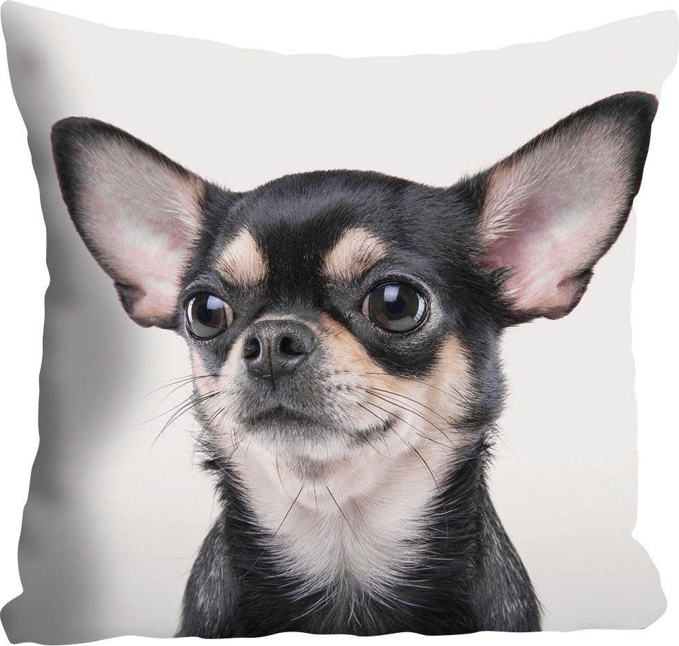 queence Sierkussen Mailin Kussenhoes, chihuahua, hond, dierenmotief, schattig, speels, huisdier, zacht (1 stuk)