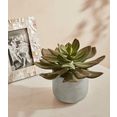 guido maria kretschmer homeliving kunstplant cacheteria succulenten, in cementen pot groen