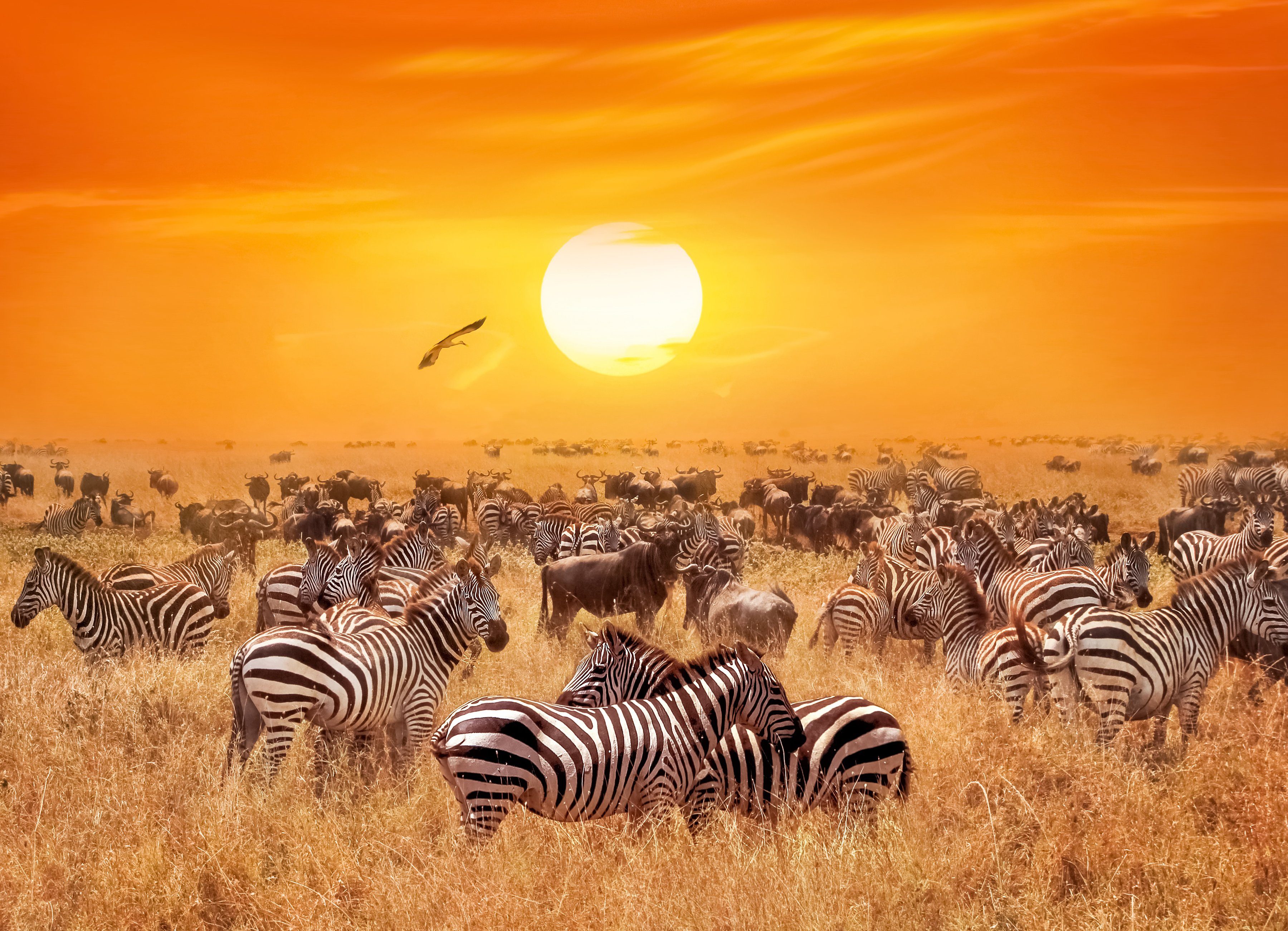 Papermoon Fotobehang African Antelopes and zebra’s fotobehang maat 3,5 m x 2,6 m multicolor