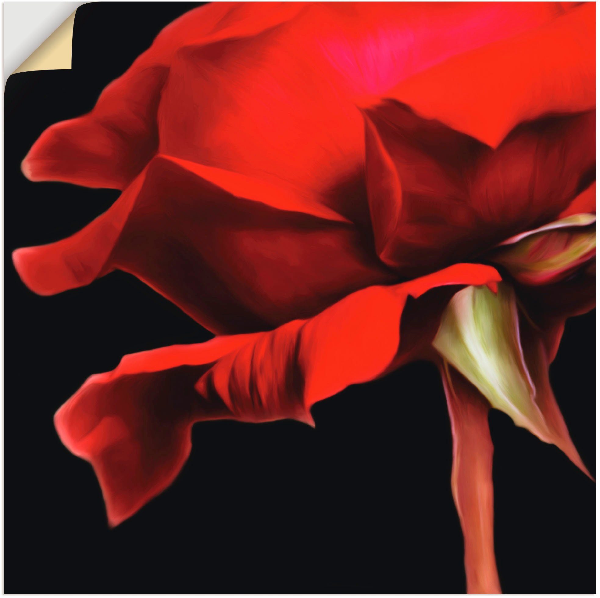 Artland artprint Rose