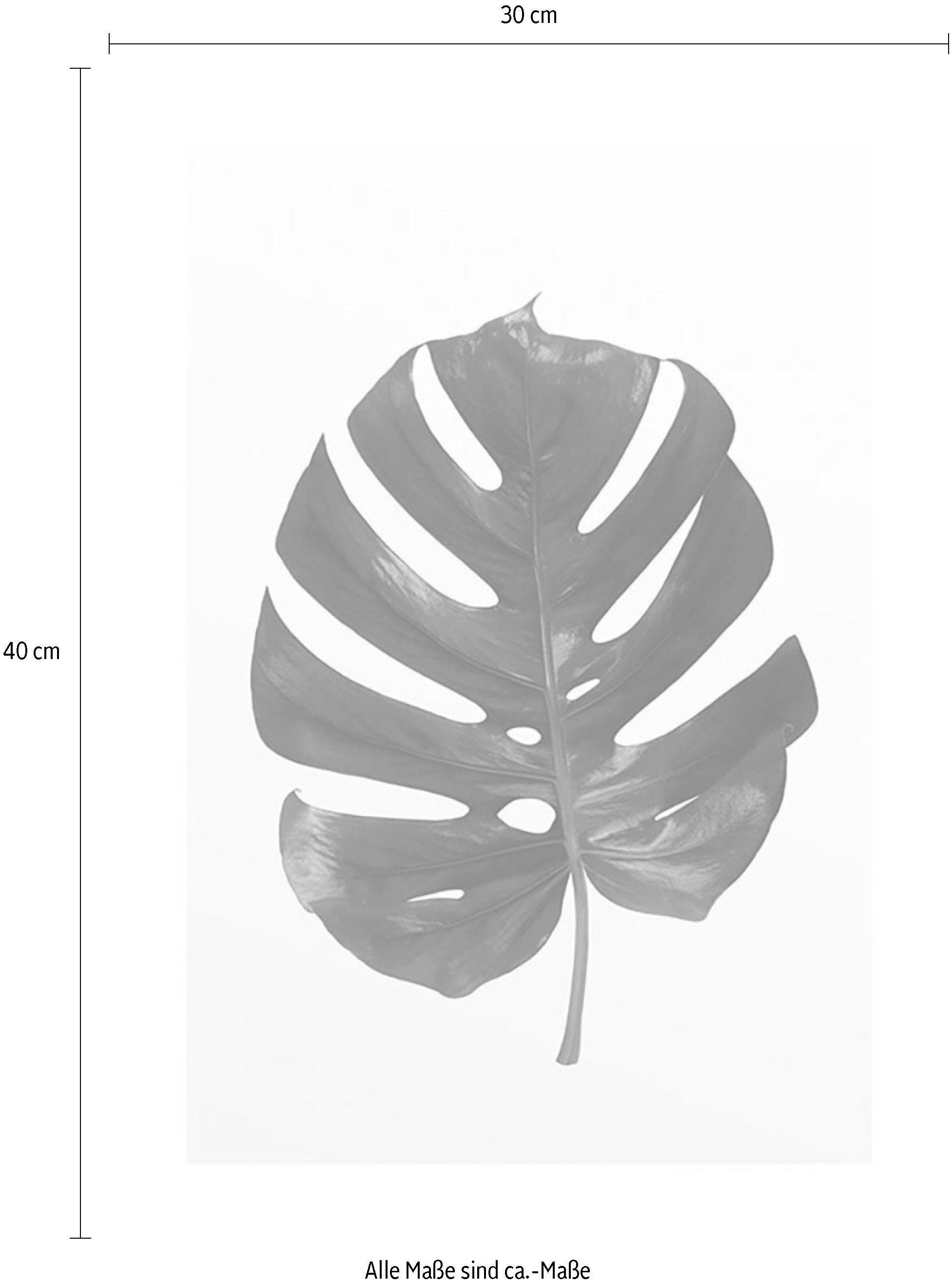 Komar Wanddecoratie Monstera Leaf Wanddecoratie - zonder lijst (1 stuk)